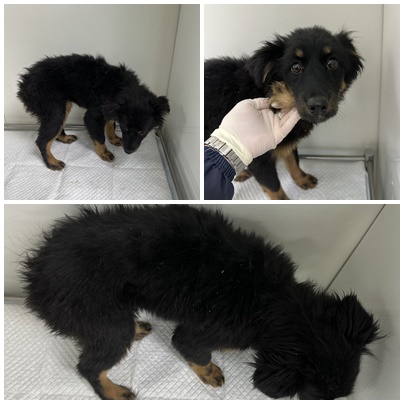 보호중 믹스견의 가…